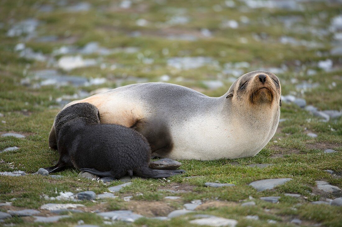 Fur seal pup suckling