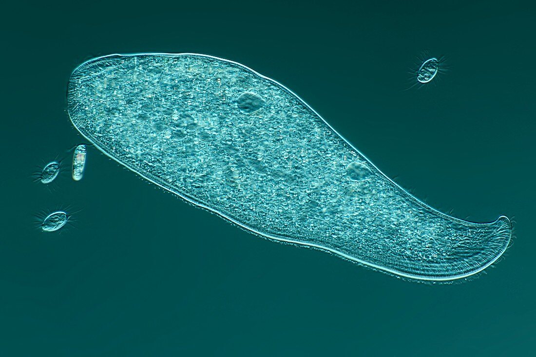 Ciliate protozoan,light micrograph