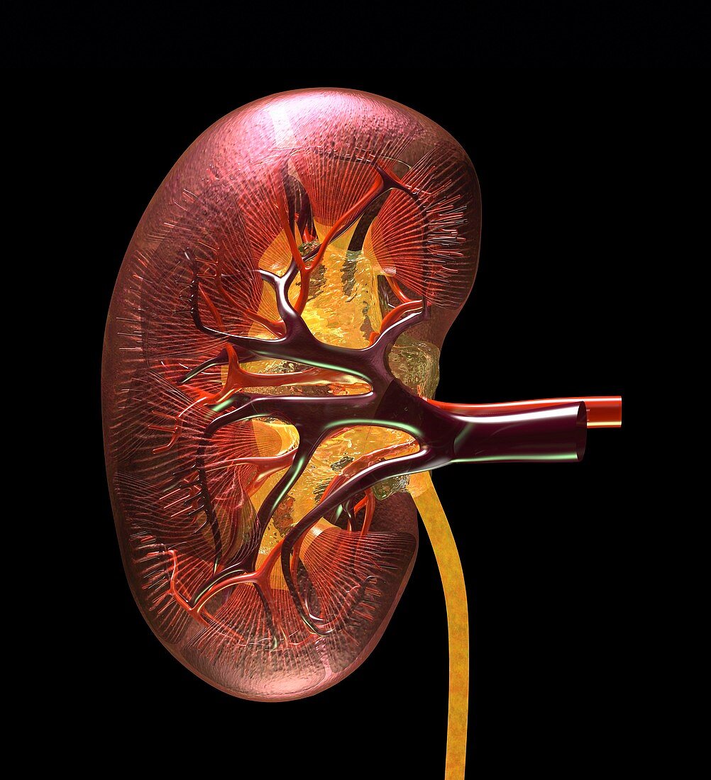 Kidney anatomy,artwork