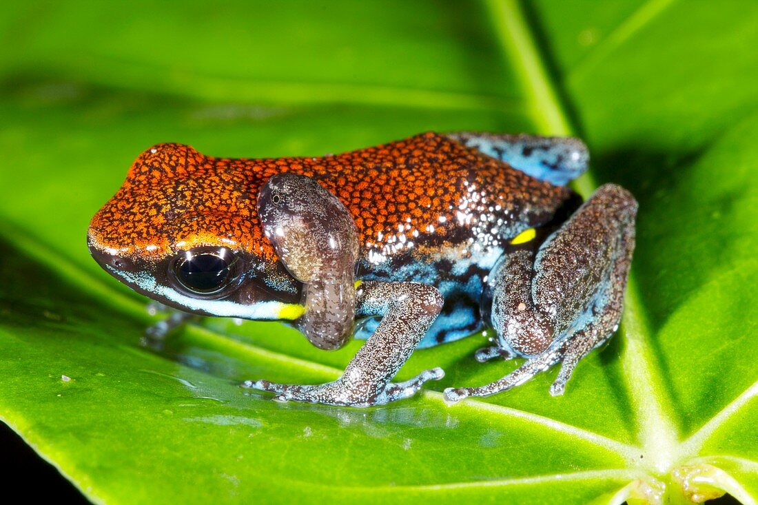 Ecuador poison frog and tadpole