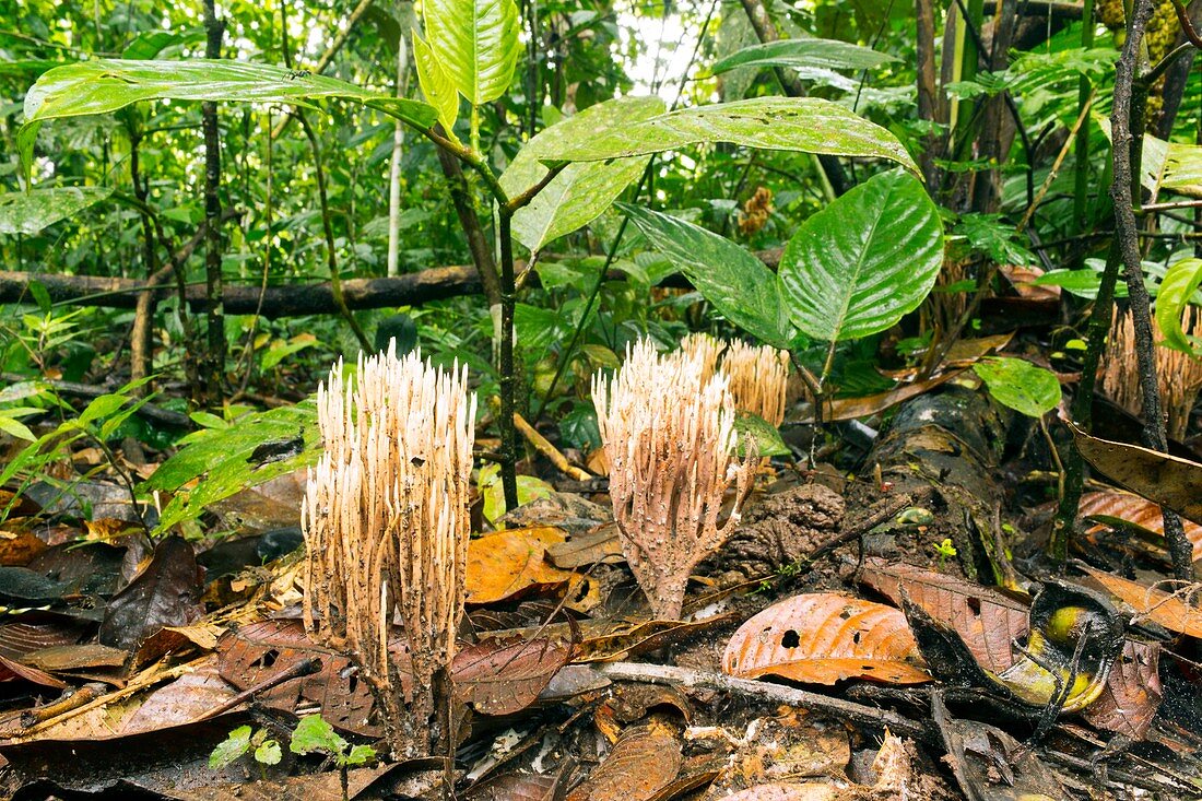 Coral fungus on rainforest floor