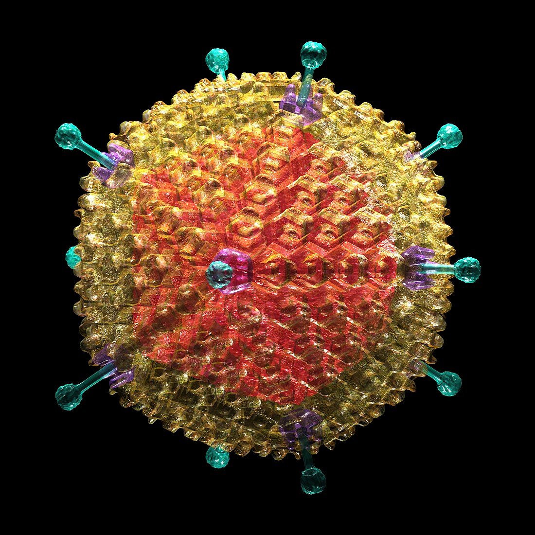 Human adenovirus 36,artwork