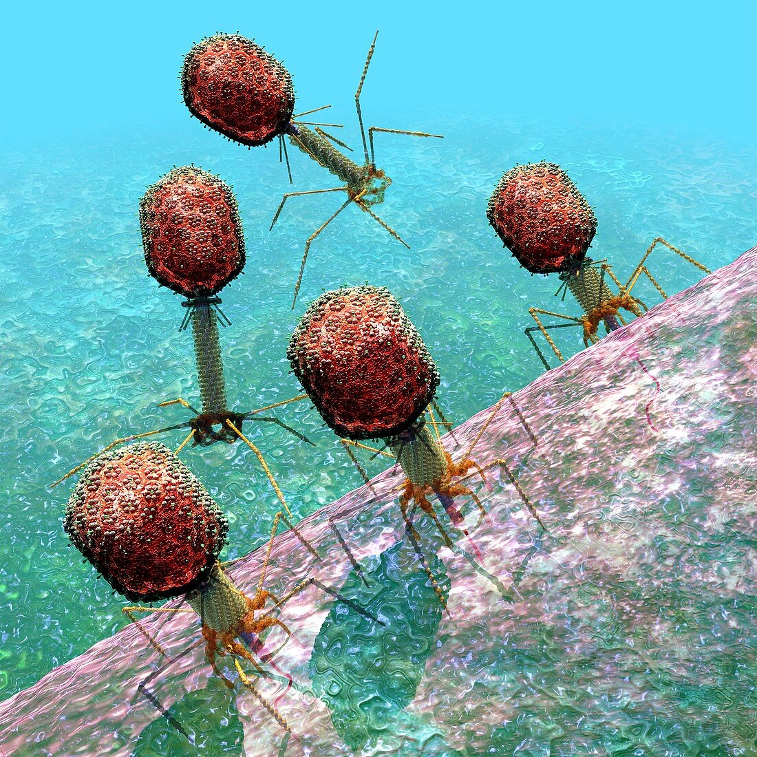 Bacteriophage T4,artwork