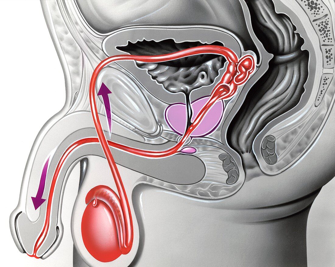 Male reproductive anatomy,artwork