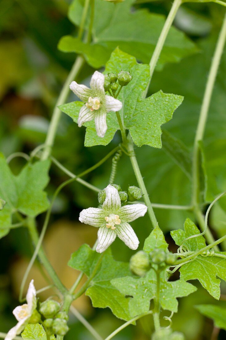 Flowers of Bryonia dioica