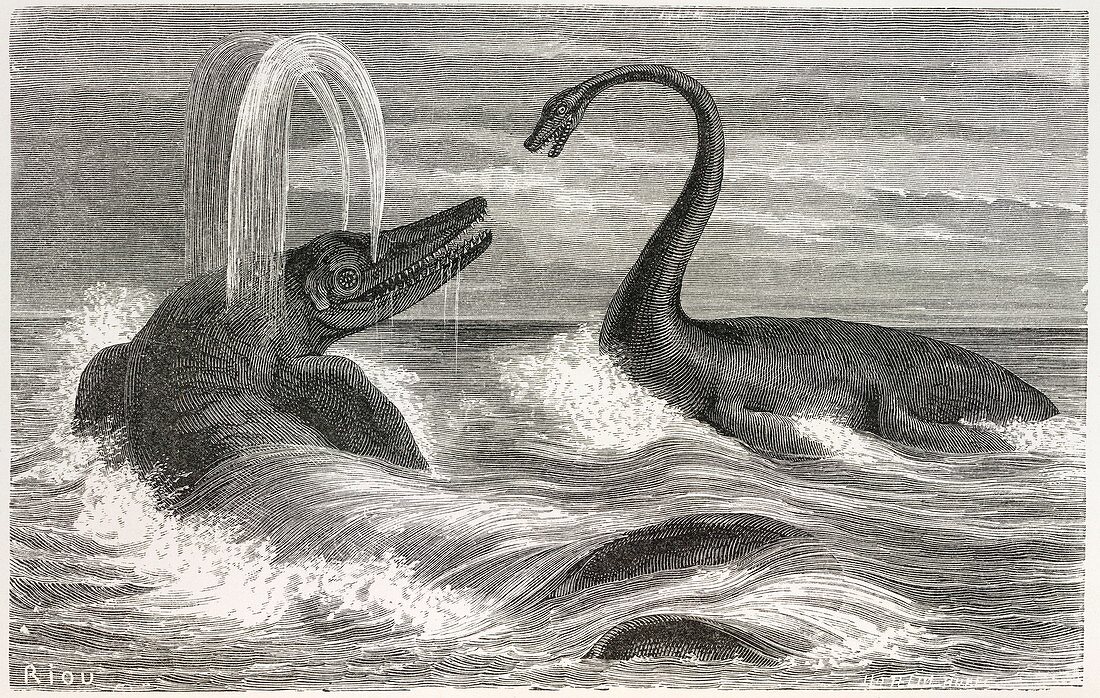 Ichthyosaurus and Plesiosaurus reptiles