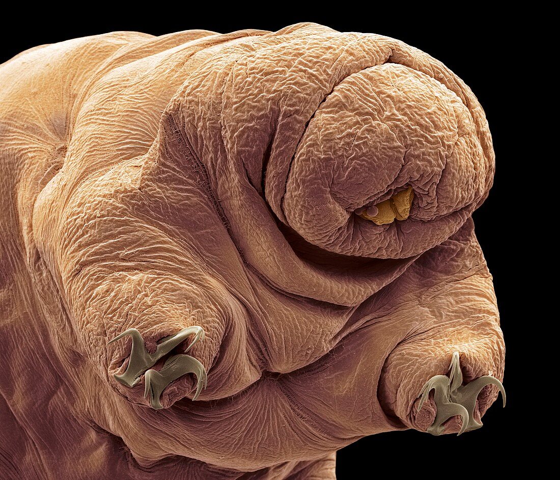 Water bear,SEM