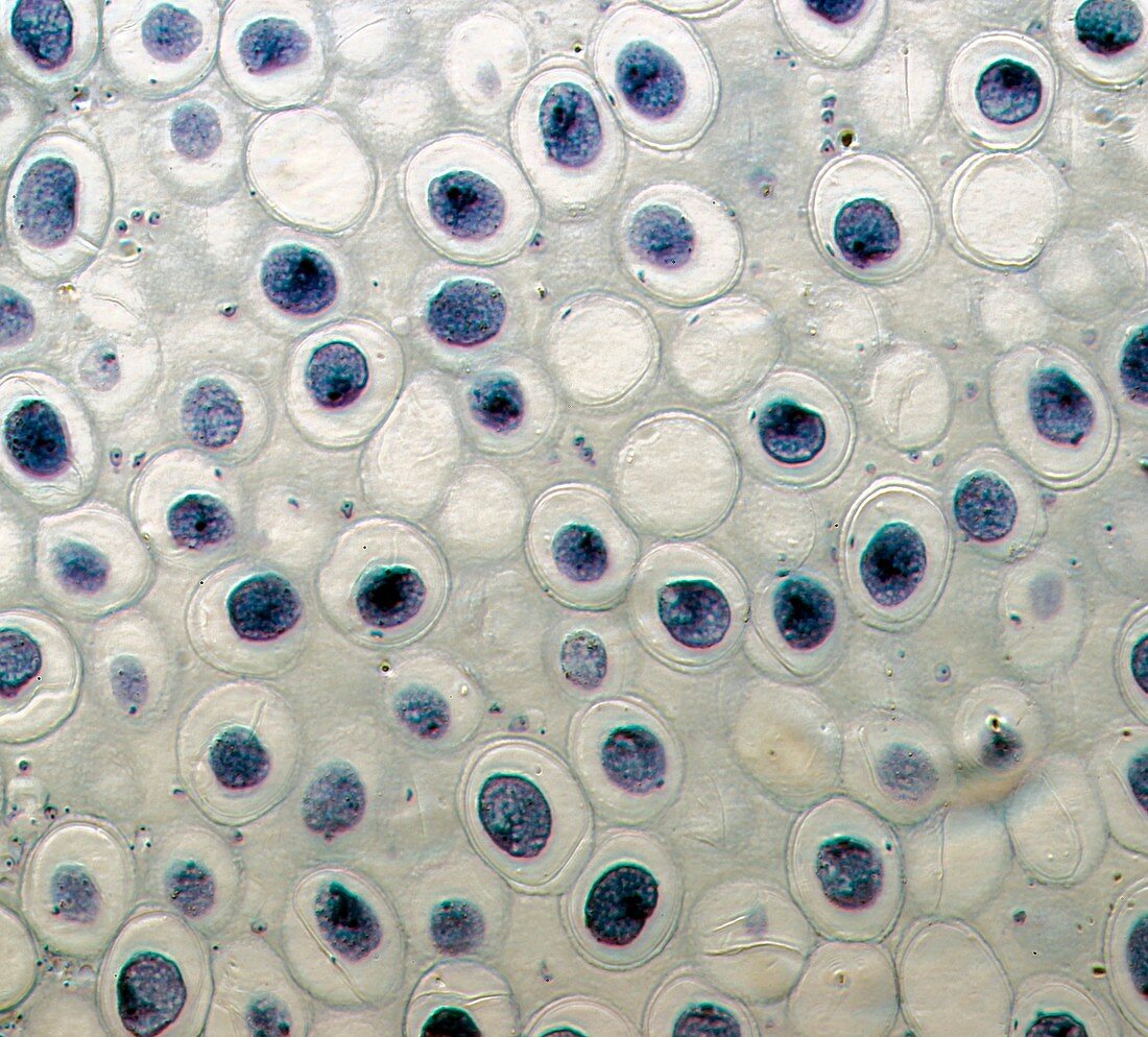 Roundworm germ cells,light micrograph