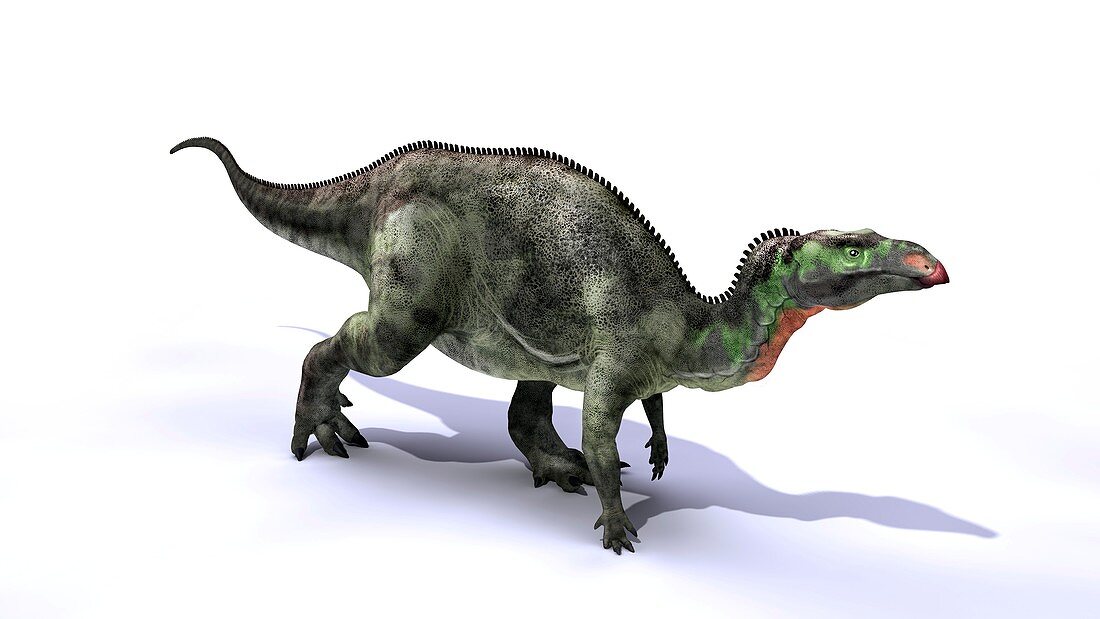 Camptosaurus dinosaur,artwork