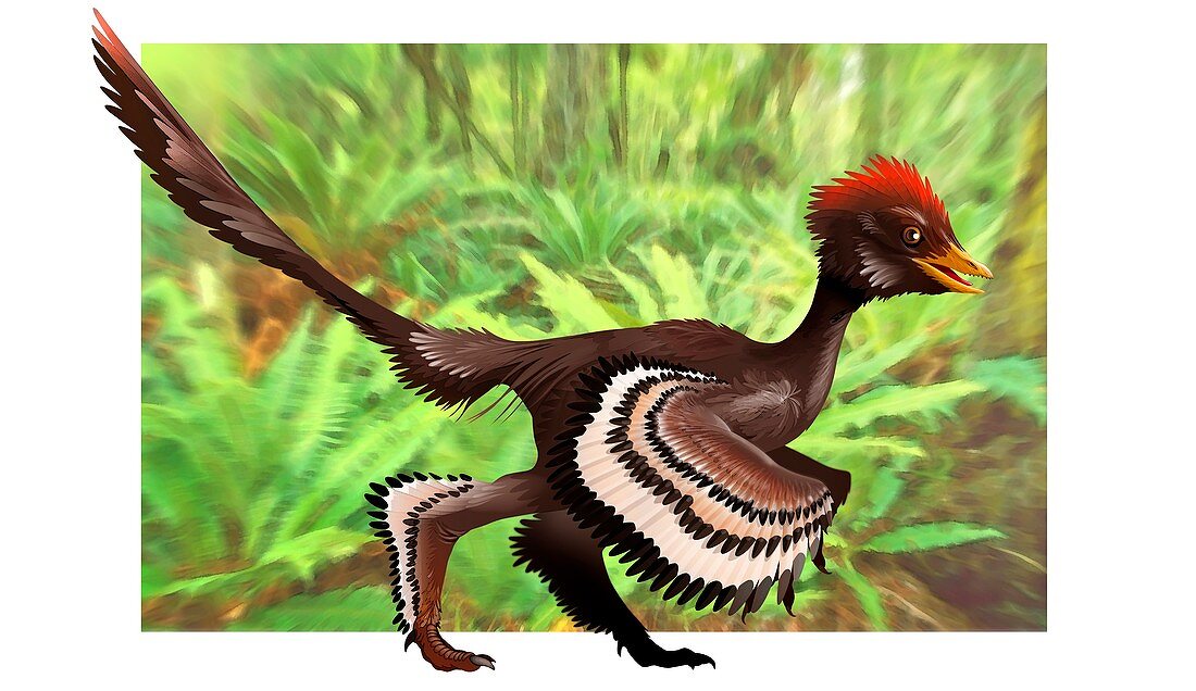 Anchiornis feathered dinosaur,artwork