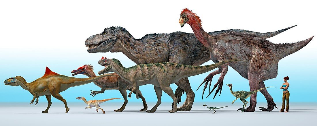 Theropod dinosaurs,artwork