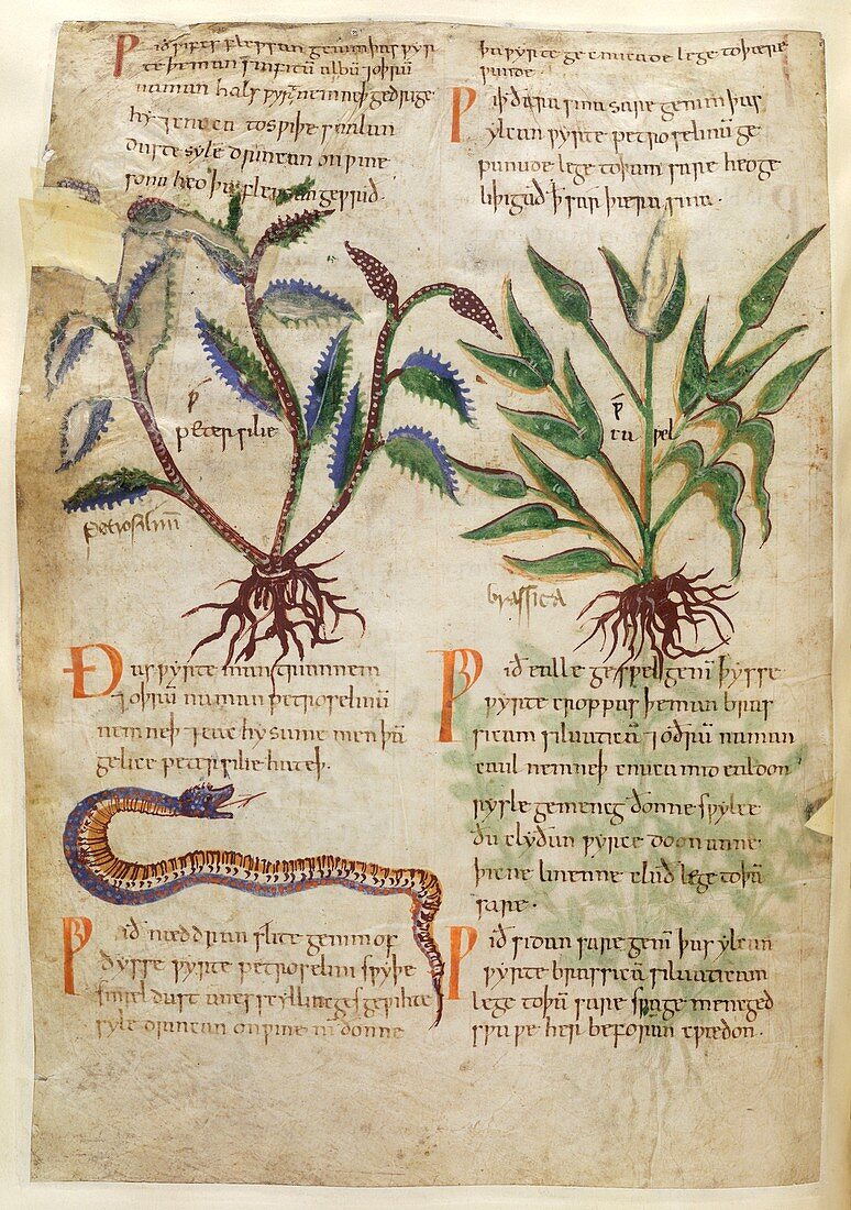 Old English Herbal page,11th century