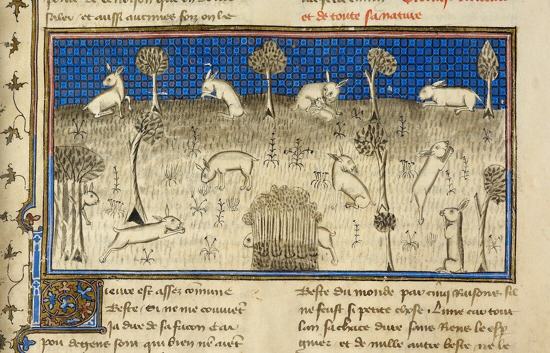 Hunting rabbits,14th-century manuscript