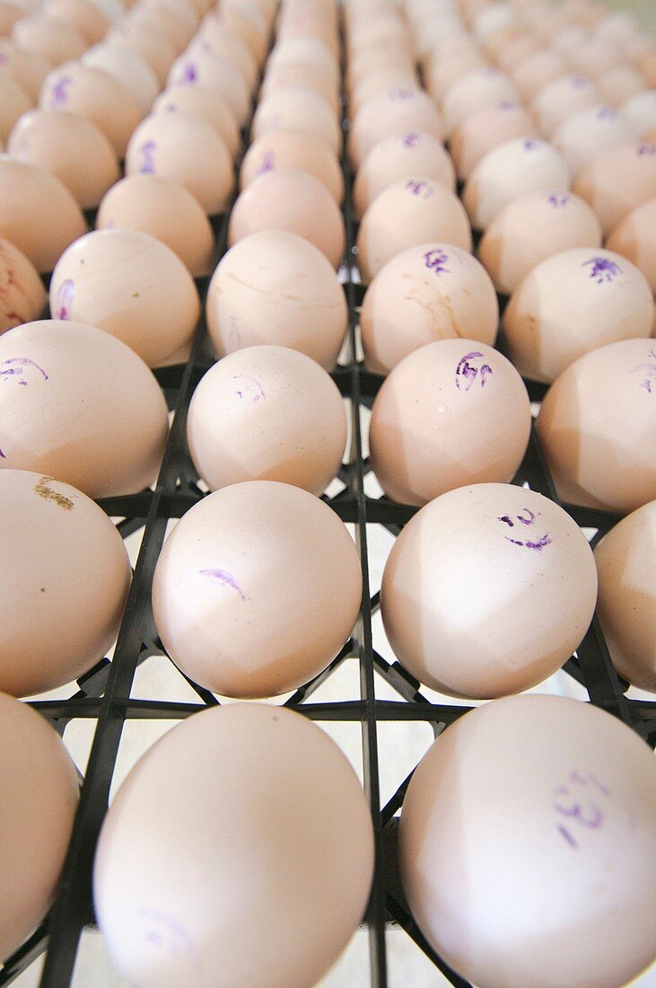 Eggs are inspected before incubatio
