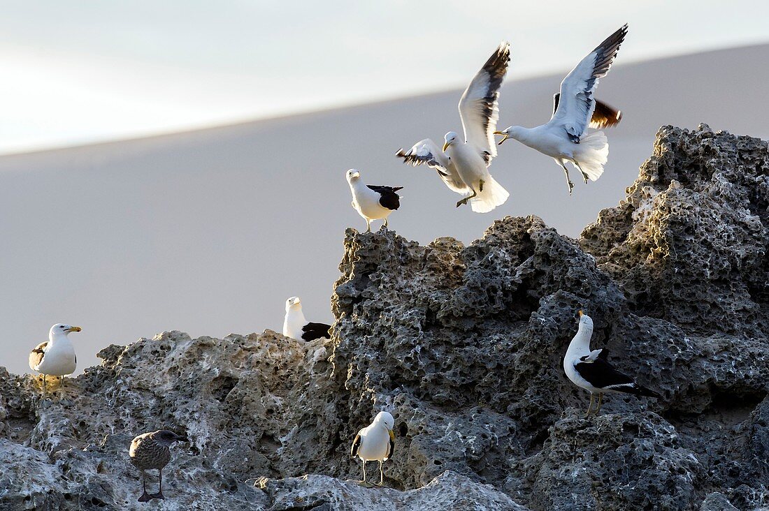 Kelp gull breeding colony