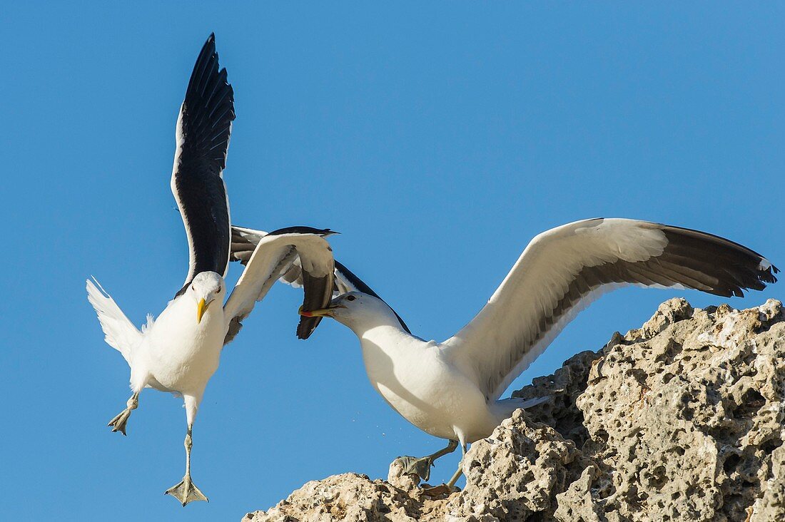 Kelp gulls fighting
