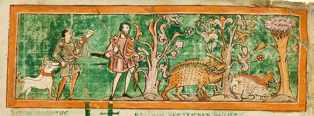 Hogs and hunting dogs,11th century