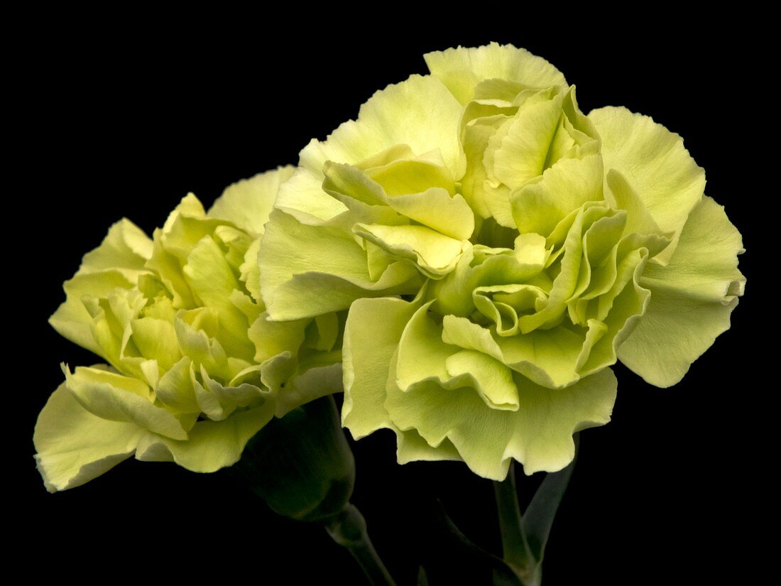 Carnation (Dianthus 'Adorable Jade')
