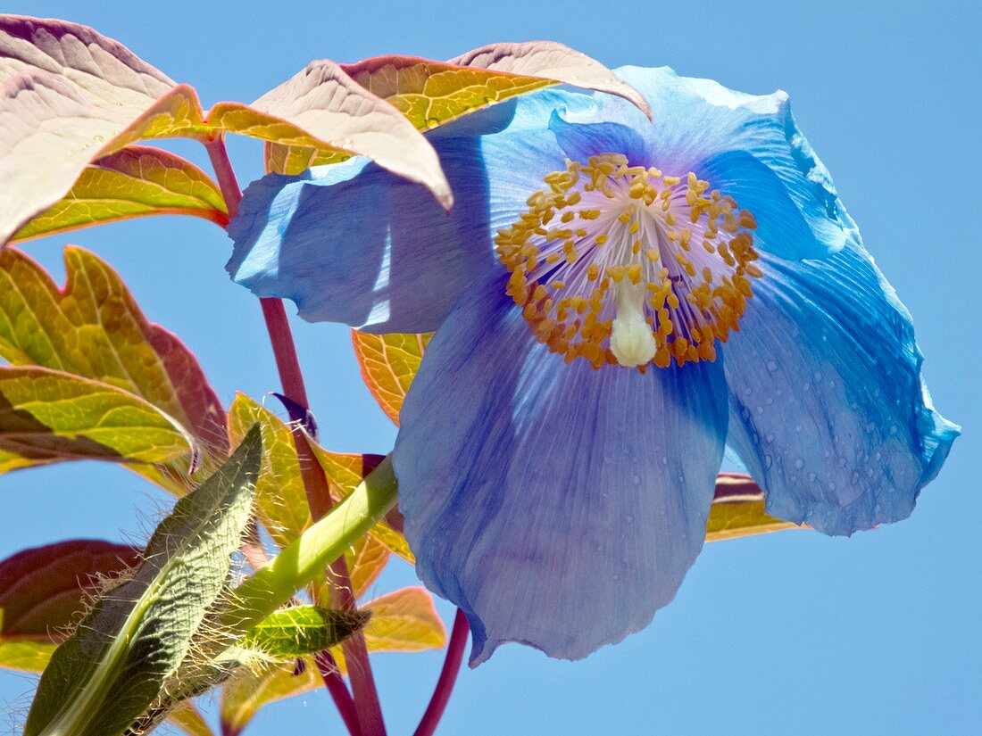 Meconopsis 'Lingholm' and Paeonia sp