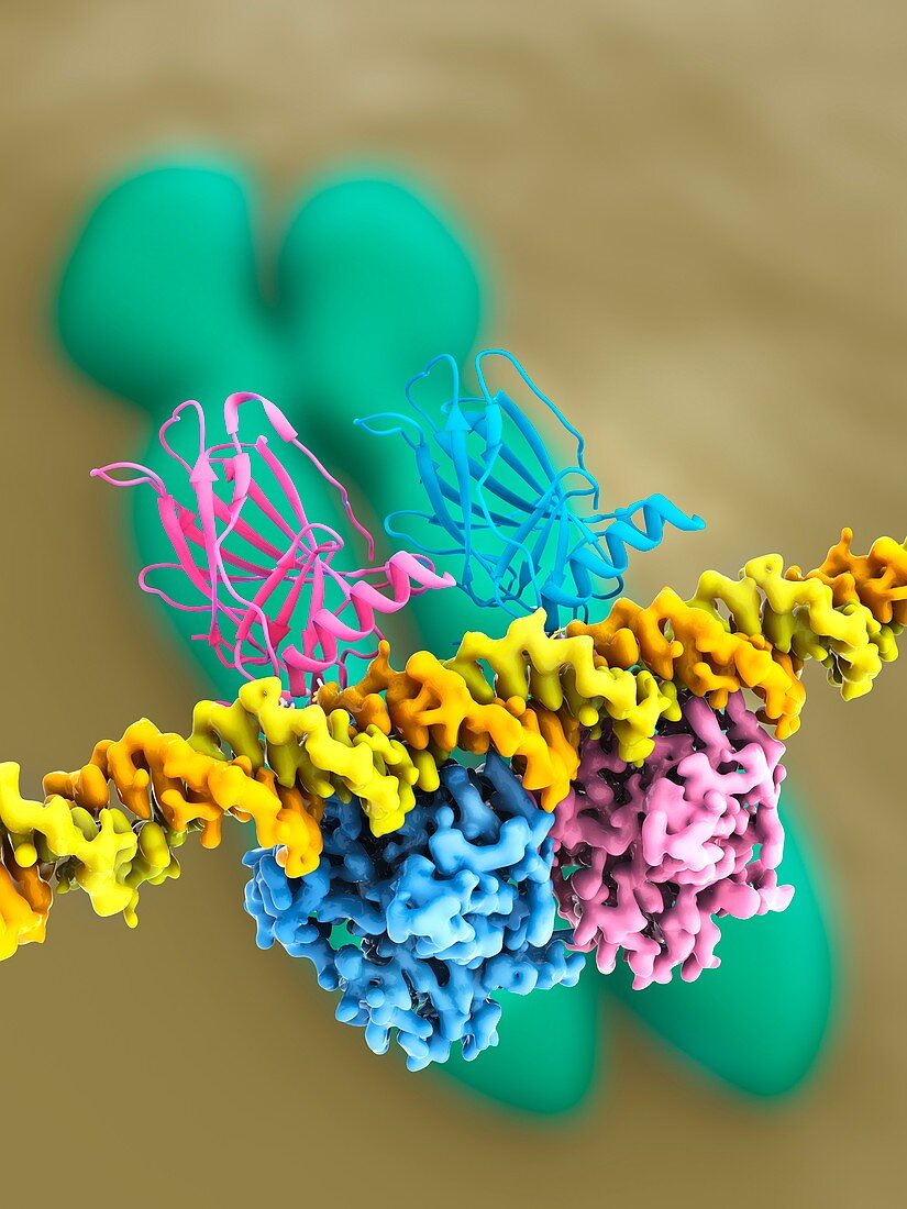 Tumour suppressor protein and DNA