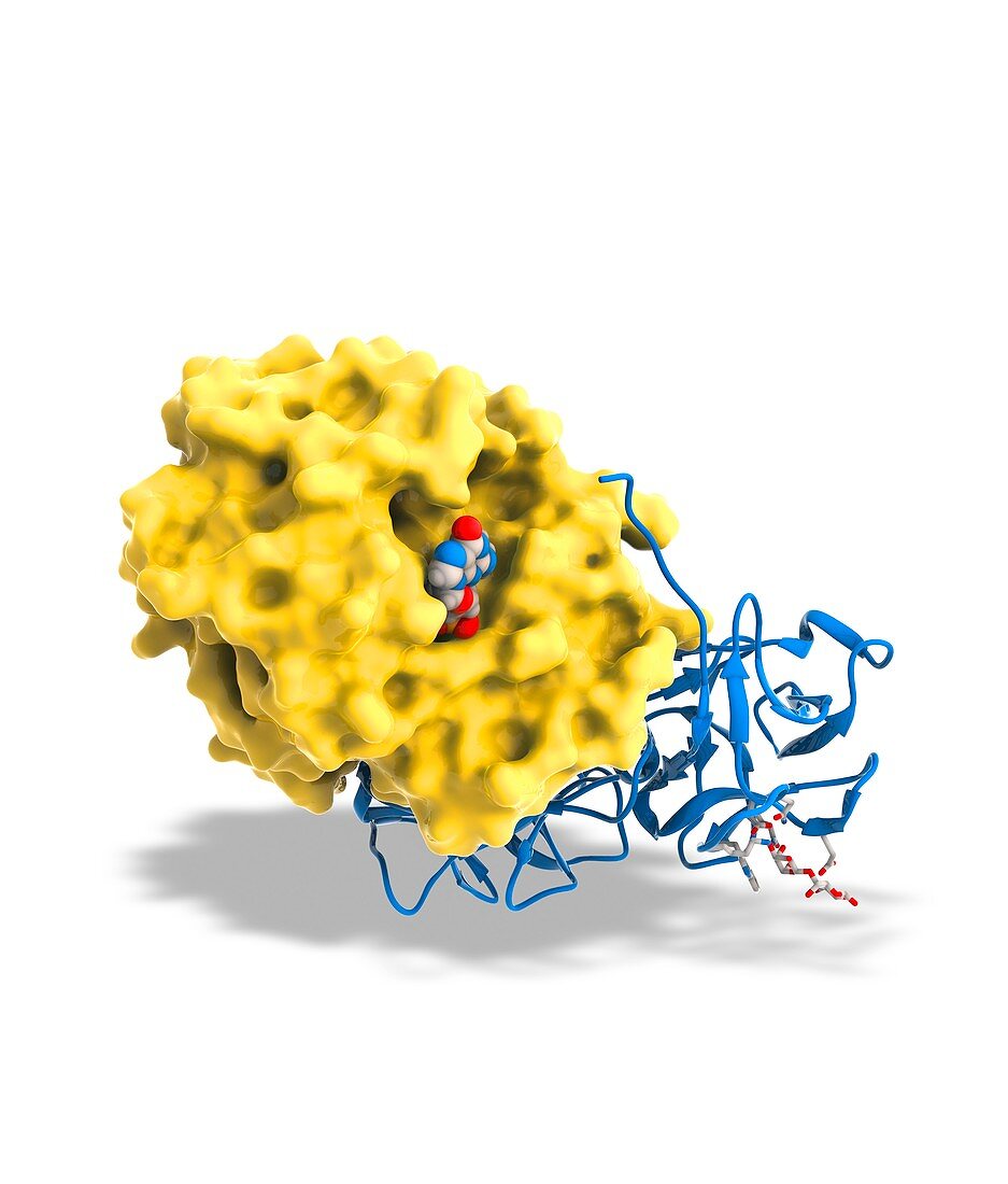 Ricin molecule,artwork