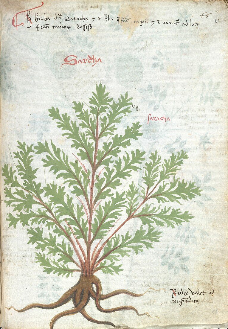Plant illustration,15th-century herbal