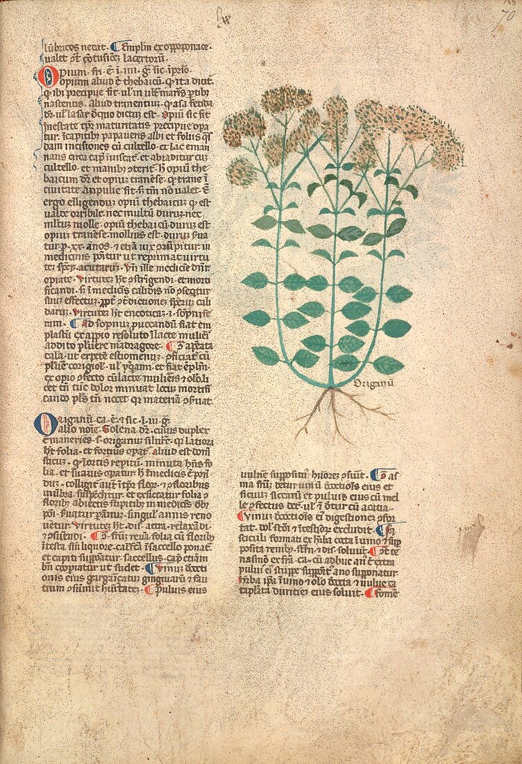 Majoram plant,13th-century herbal