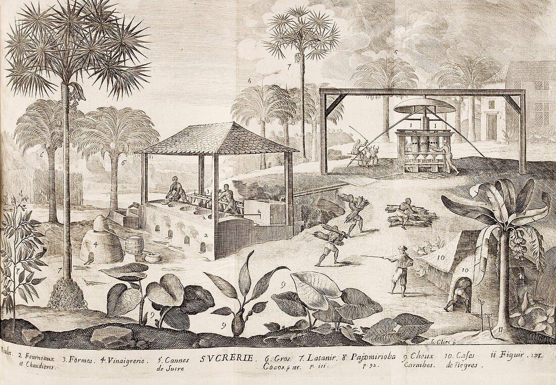 Caribbean sugar cane plantation,1660s