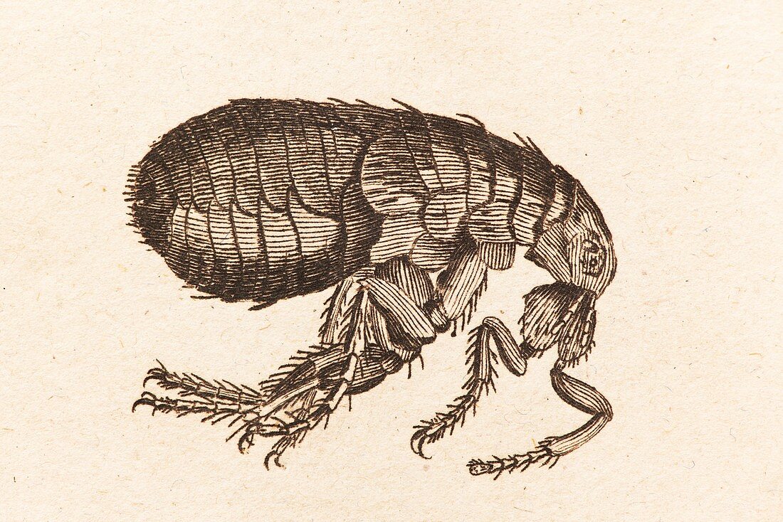 Illustration of a Flea