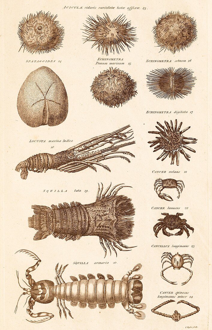 Echinoderms and crustacaens