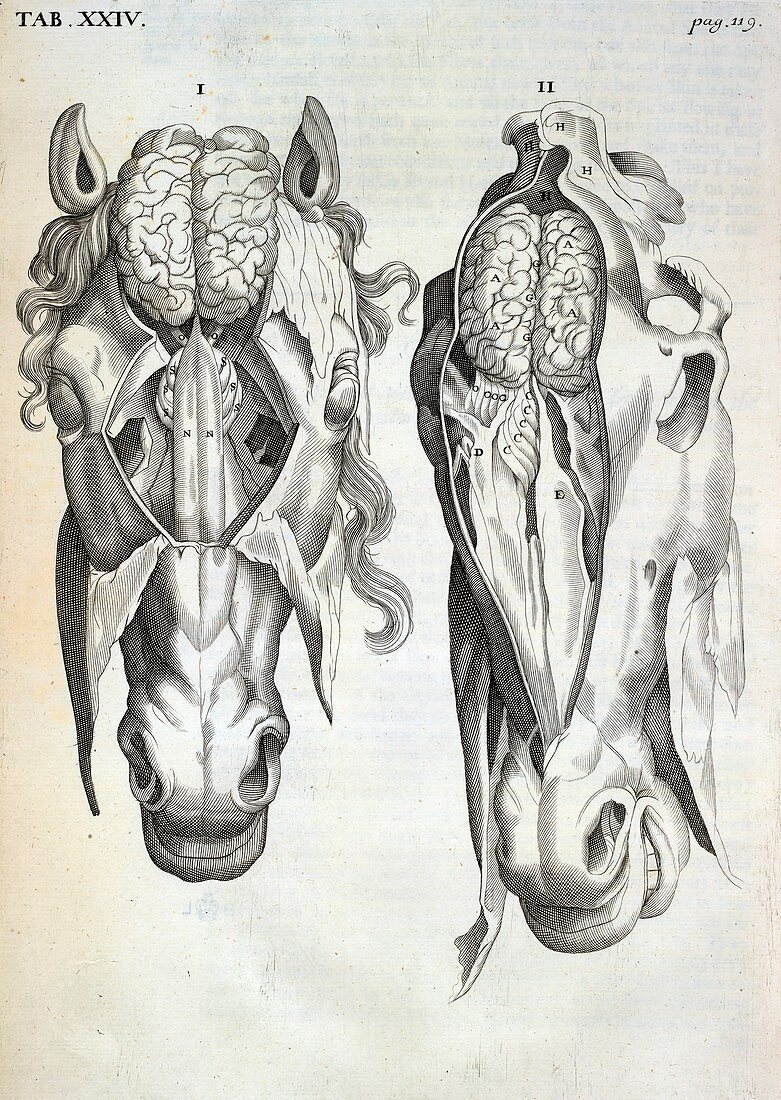 Horse's head,17th century artwork