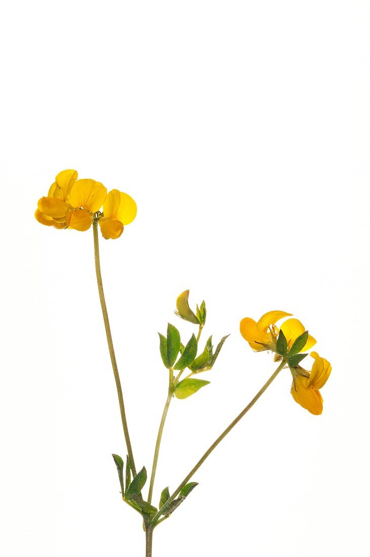 Birdsfoot Trefoil (Lotus corniculatus)