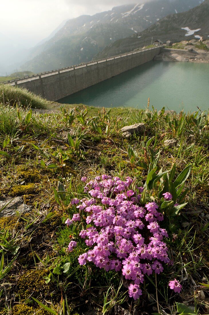 Moss Campion (Silene acaulis)