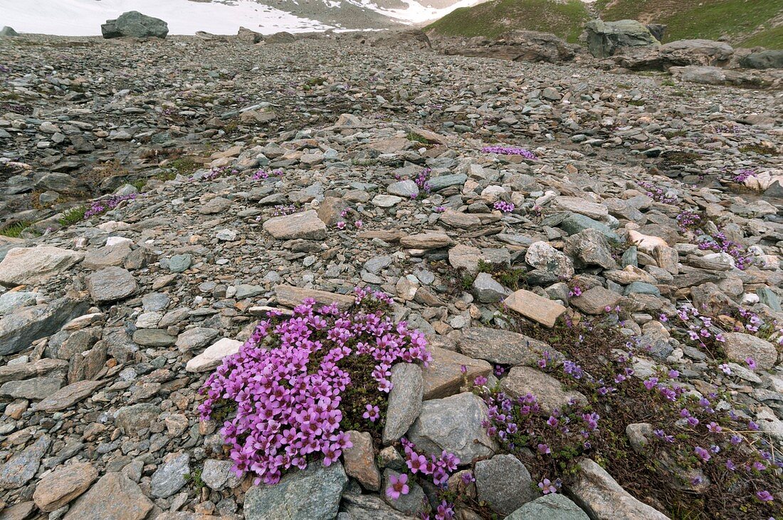 Saxifraga oppositifolia