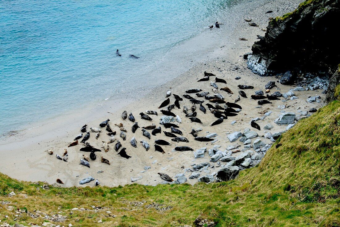 Grey Seals,Cornwall,UK