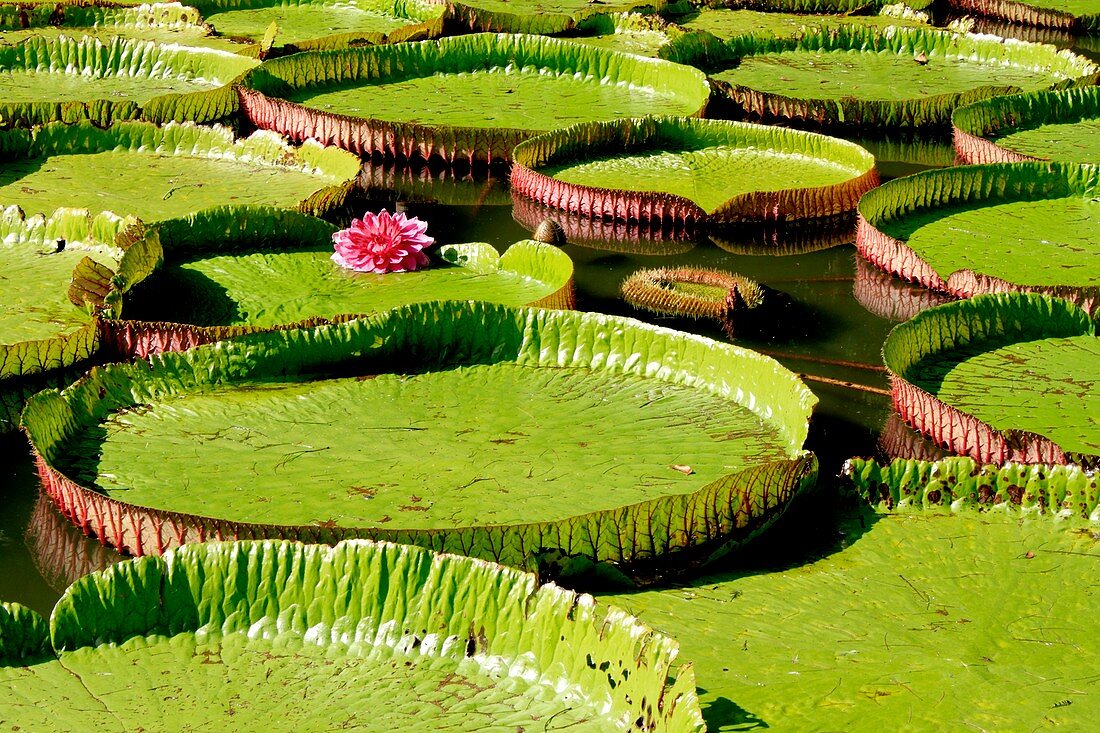Giant Water Lily (Victoria amazonica)