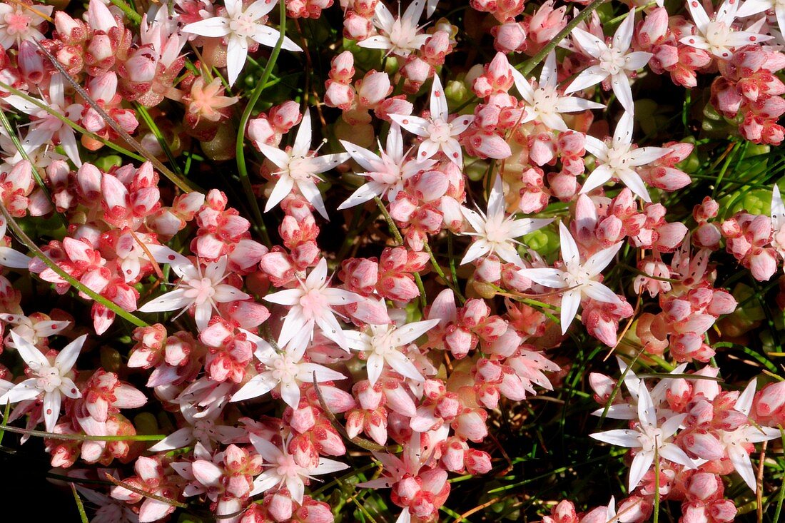 Stonecrop (Sedum anglicum)