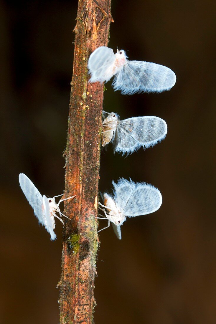 Long-winged planthoppers on a plant stem