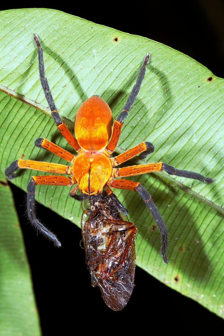 Crab spider feeding on cockroach