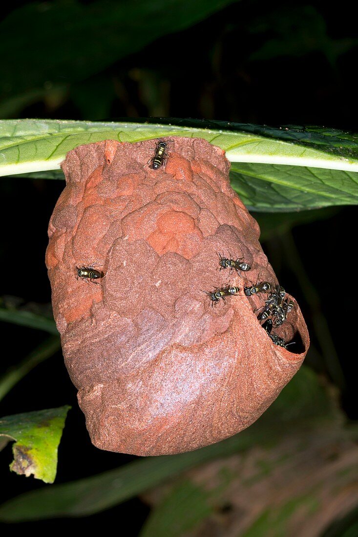 Tropical wasp's nest