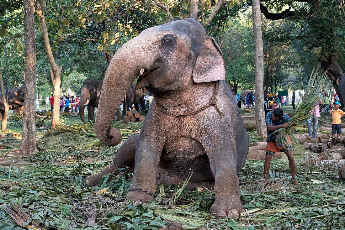 Domesticated Asian elephant