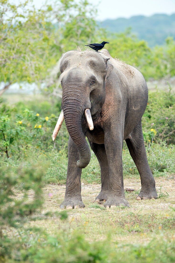 Asian elephant