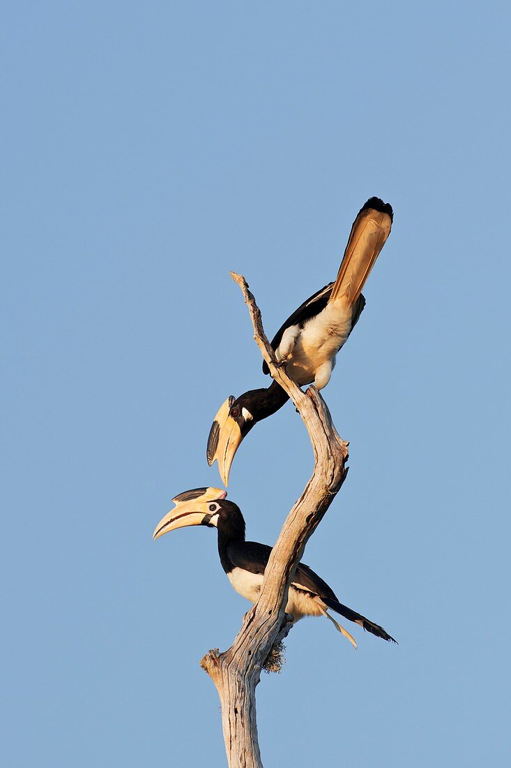 Malabar pied hornbills
