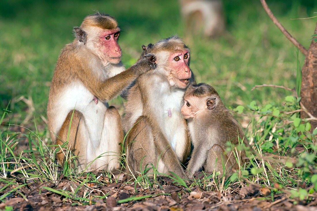 Toque macaques
