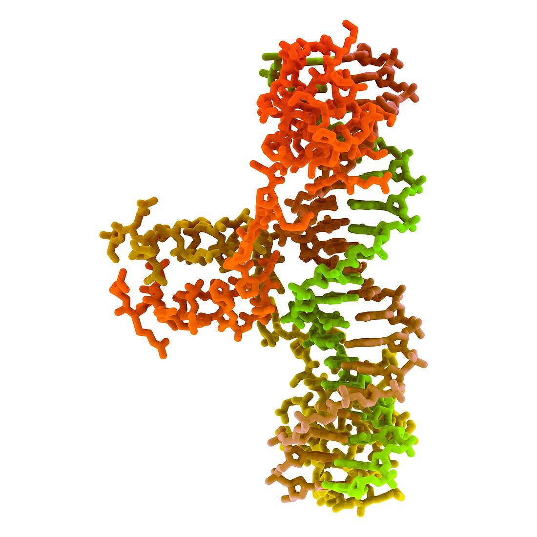 GAL4p activator protein