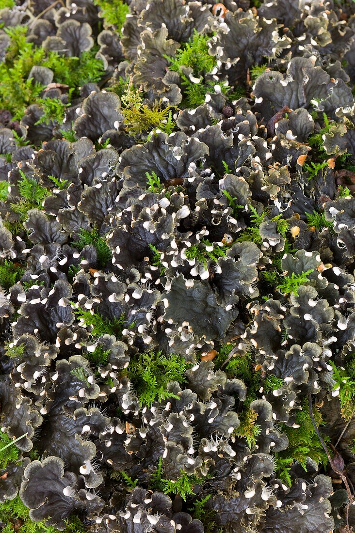 Dog lichen ( Peltigera membranacea )