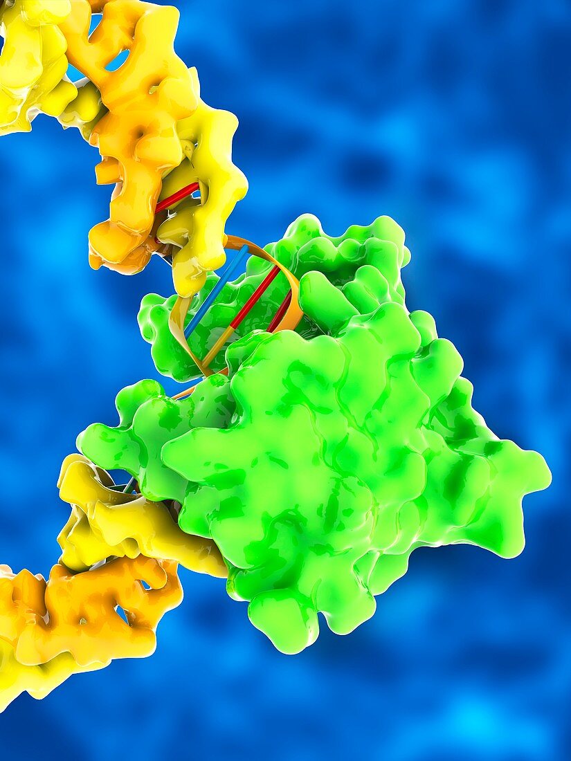 TATA box-binding protein complex