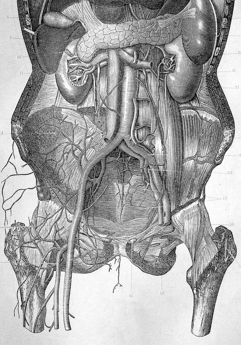 Deep abdominal organs,1880 artwork