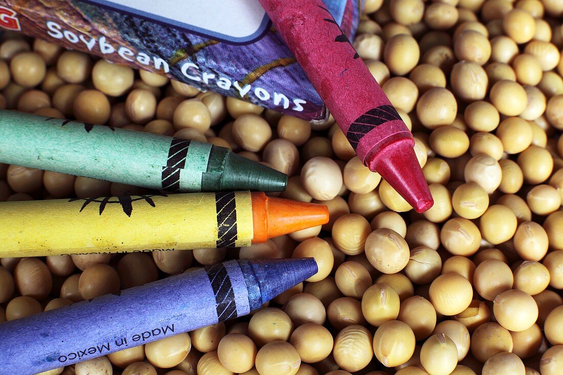 Soybean crayons and soya beans