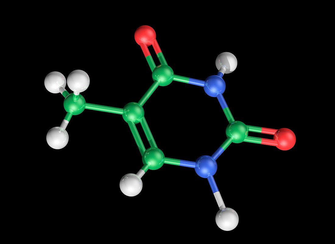 Thymine molecule,artwork